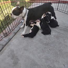 Boston Terrier Puppies from Lehi Valley Boston Terriers