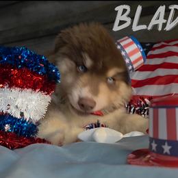 Blade - Red and white male Siberian Husky puppy in Spring Hill, Florida from Whitmore Wolfpack LLC