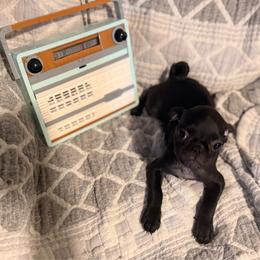 June - Black female Pug puppy in Smiths Station, Alabama from Magnolia Pugs
