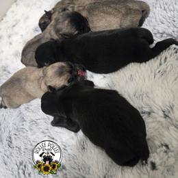 Girl 1 - Black female Pug puppy in Keysville, Georgia from Rollee Pollee Pugs