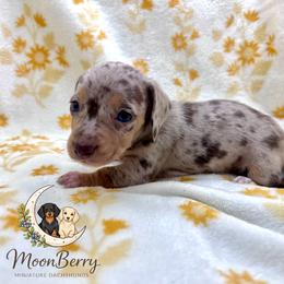 Bee-CKC - Dapple female Dachshund puppy in Tecumseh, Oklahoma from MoonBerry Miniature Dachshunds