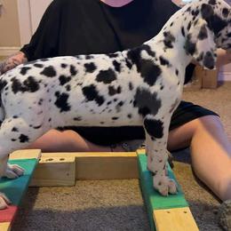 Great Dane Puppies from Noctua Kennels
