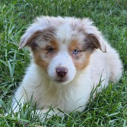 Thumper - Red merle male Australian Shepherd puppy in Albany, Oregon from Red Cloud Australian Shepherds and DeGray Great Danes & Bulldogs