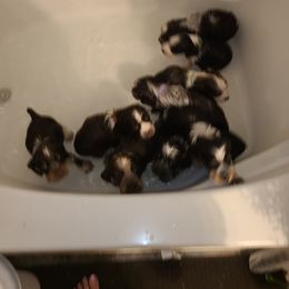 English Springer Spaniel Puppies from Savannah River Springers
