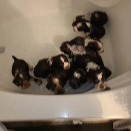 English Springer Spaniel Puppies from Savannah River Springers