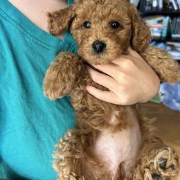 Cavalier King Charles Spaniel, Cavapoo, Havanese, Havapoo, and Poodle Puppies from West Cobb Dogs