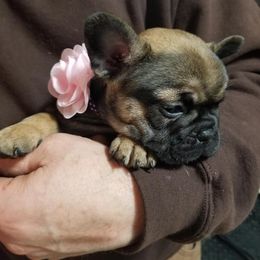 French Bulldog Puppies from Ginny's Frenchie's