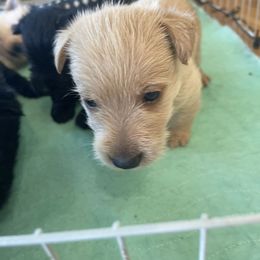Navy blue - Wheaten male Scottish Terrier puppy in Brule, Nebraska from Scottyland Yard