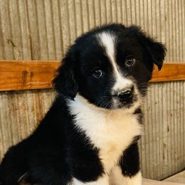 Australian Shepherd Puppies from Massey Creek Kennels