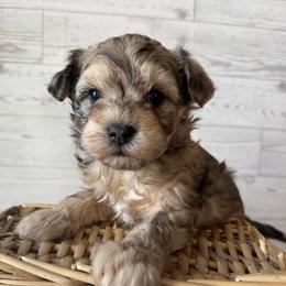 Leslie - Brown female Maltipoo puppy in Chariton, Iowa from Mia Lucky Home