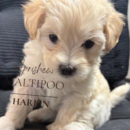Harbin - Cream male Maltipoo puppy in Weatherford, Texas from Aprishew Maltipoo