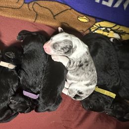 Aussiedoodle Puppies from Hickory Hideaway Doodles