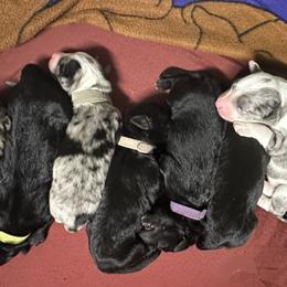 Aussiedoodle Puppies from Hickory Hideaway Doodles