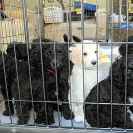 Poodle Puppies from Furball Forest Poodles
