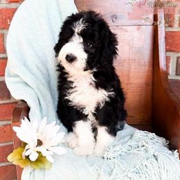 Diamond - Black and white female Aussiedoodle puppy in Corydon, Indiana from Ridgeline Doodles