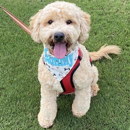 Sammy - Goldendoodle