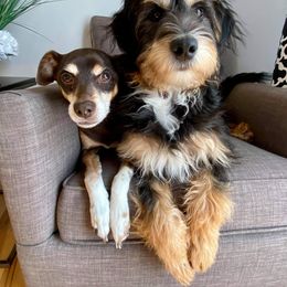 Aussiedoodle and Bernedoodle All Grown Up from Imels Doodles