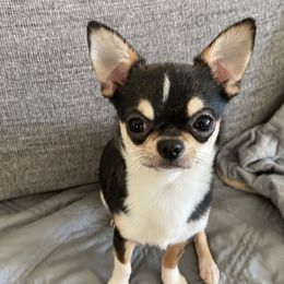 Sebastian - Chihuahua