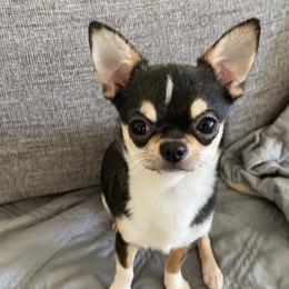 Sebastian - Chihuahua