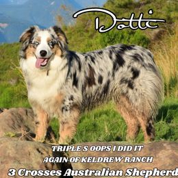 Dotti - Australian Shepherd
