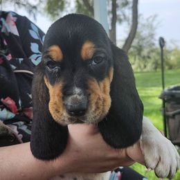 Aqua - Black brown and white female Basset Hound puppy in Ontario Heights, Oregon from Thunder Ridge Bassets