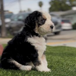 Bernedoodle Puppies from SoCal Bernedoodles
