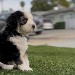 Bernedoodle Puppies from SoCal Bernedoodles