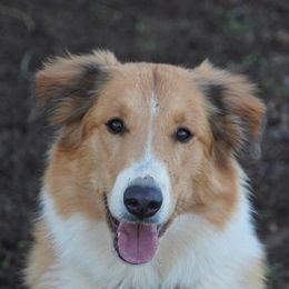 Tansy - Old Time Scotch Collie
