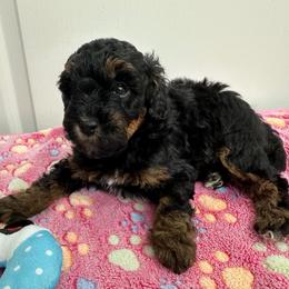 Girl 2 - Black and tan female Yorkipoo puppy in Lakeland, Florida from Doodles & Danes