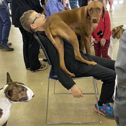 Vizsla All Grown Up from Arailek Vizslas