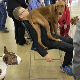 Vizsla All Grown Up from Arailek Vizslas