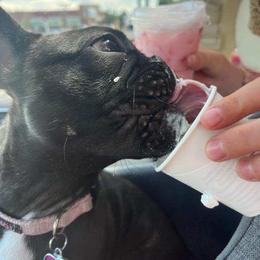 French Bulldog All Grown Up from Frenchie & Co.