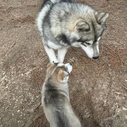 Siberian Husky Puppies from WILLIAM HUNDLEY