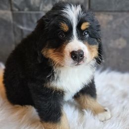 Arthur - Black rust and white male Bernese Mountain Dog puppy in Saint Maries, Idaho from Rusty Brows Berners