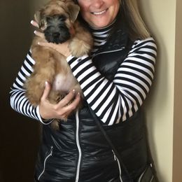 Soft Coated Wheaten Terrier Puppies from Exeter Soft Coated Wheaten Terriers