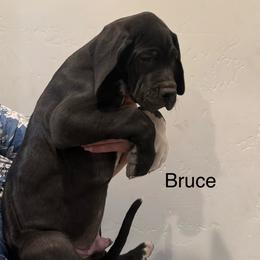 Bruce - Black male Great Dane puppy in Albuquerque, New Mexico from Legacy Danes