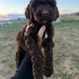 Light Blue - Brown male Springerdoodle puppy in Clifton, Idaho from Little Mountain Springers, Springerdoodles & Poodles