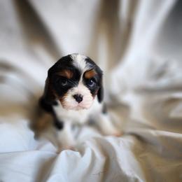 Buster - Tri-color male Cavalier King Charles Spaniel puppy in Salisbury, North Carolina from Nanny Bugs Pups