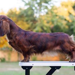 Madden - Dachshund