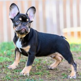 French Bulldog Puppies from Cloud 9 French Bulldogs
