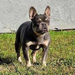 "Sprite" - Tricolors French Bulldog puppy in Rialto, California from RPA
