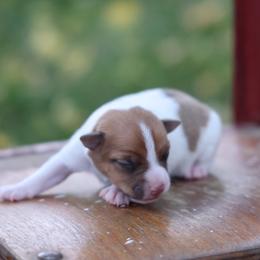 Lefty - Tan and white male Jack Russell Terrier puppy in West Bend, Iowa from Blue Skies Terriers