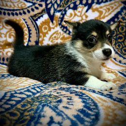 Damocles - Black and tan male Pembroke Welsh Corgi puppy in New Port Richey, Florida from Spots and Sploots