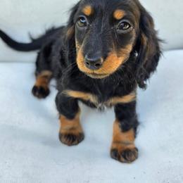 The Cheshire Cat- Alice in Wonderland Theme Litter. - Blue and tan female Dachshund puppy in Woodland, Washington from SJs Dachshunds