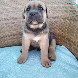 Cane Corso Puppies from Willow’s Meadow