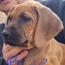 Mr Blue - Wheaten blk nose male Rhodesian Ridgeback puppy in Chino Valley, Arizona from Courage Rhodesian Ridgebacks