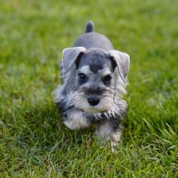 Asher - Salt and pepper male Miniature Schnauzer puppy in Snowflake / Phoenix, Arizona from Snowflake Schnauzers