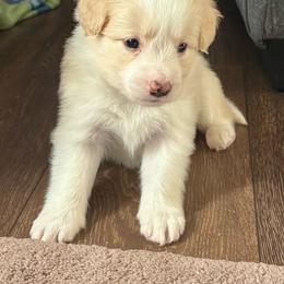 Daisy - White and gold female Border Collie puppy in Jackson, Michigan from Fairlane Kennels