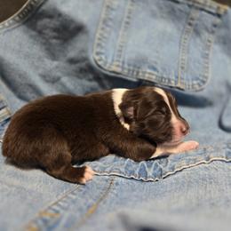 Flare - Red tri-color female Australian Shepherd puppy in Bumpass, Virginia from Glitterati Australian Shepherds