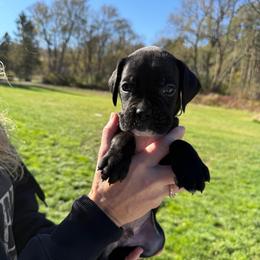 Green - Brindle male Boxer puppy in Jamesville, New York from Reynolds Homestead Boxers